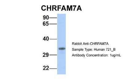 Western Blot: CHRFAM7A Antibody [NBP1-80090]