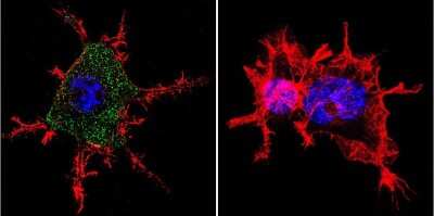Immunocytochemistry/ Immunofluorescence: CHRND Antibody (88B) [NB120-2804]