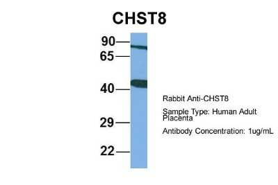 Western Blot: CHST8 Antibody [NBP1-62239]