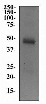 Western Blot: CHT1 Antibody (62-2E8) [NB110-74570]