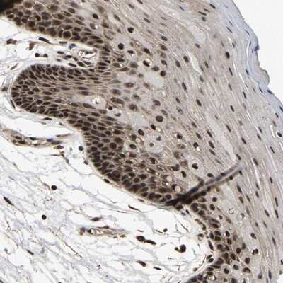 Immunohistochemistry-Paraffin: CIAO1 Antibody [NBP1-84474]