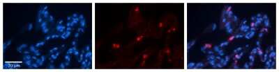 Immunohistochemistry-Paraffin: CIAO1 Antibody [NBP2-84682]