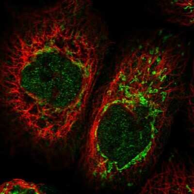 Immunocytochemistry/ Immunofluorescence: CIAPIN1 Antibody [NBP1-89097]