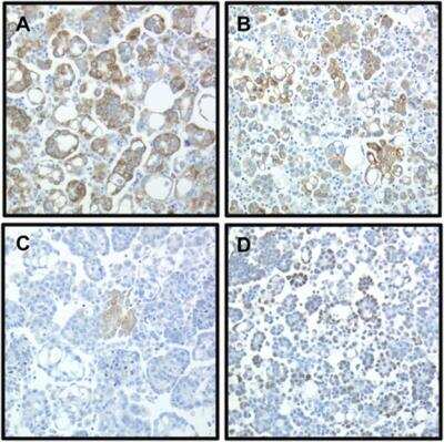 Immunohistochemistry: CIAPIN1 Antibody [NBP1-89097]