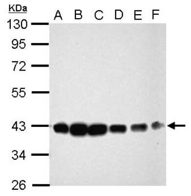 Western Blot: CIAPIN1 Antibody [NBP2-15901]