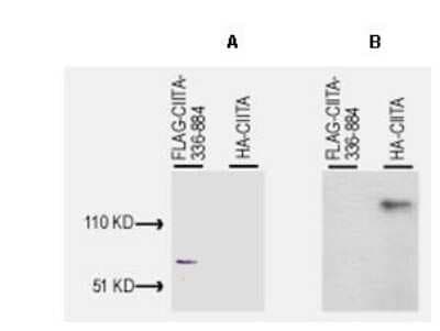 Western Blot: CIITA Antibody(1-333 aa) [NBP1-77806]