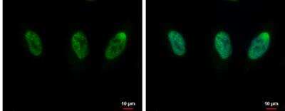 Immunocytochemistry/ Immunofluorescence: CIP29 Antibody [NBP1-32511]