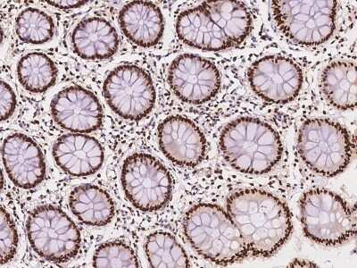 Immunohistochemistry-Paraffin: CIP29 Antibody [NBP2-97653]