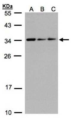 Western Blot: CIP29 Antibody [NBP1-32511]