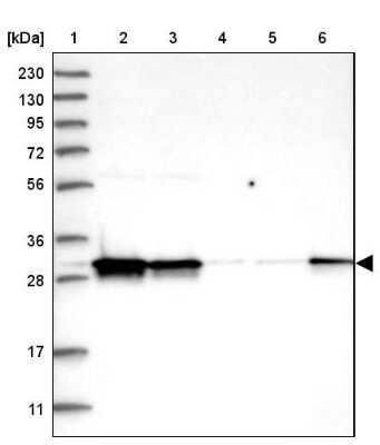 Western Blot: CIP29 Antibody [NBP1-88084]