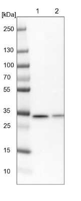 Western Blot: CIP29 Antibody [NBP1-91788]