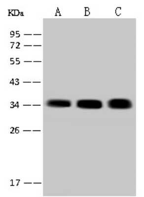 Western Blot: CIP29 Antibody [NBP2-97653]