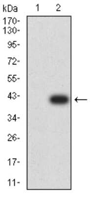 Western Blot: CIRBP Antibody (6E12D5)BSA Free [NBP2-61735]