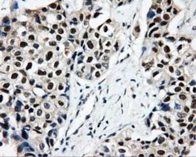 Immunohistochemistry-Paraffin: CISD1 Antibody (OTI4G3) [NBP2-02321]