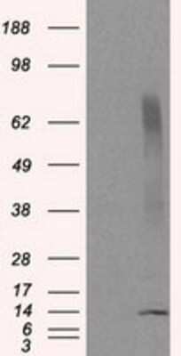 Western Blot: CISD1 Antibody (OTI4G3) [NBP2-02321]
