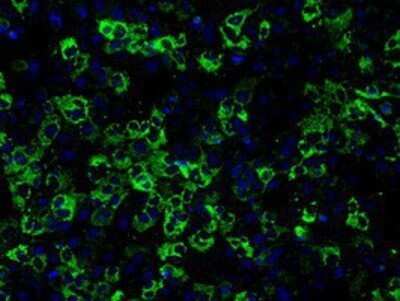 Immunocytochemistry/ Immunofluorescence: CISD1 Antibody (OTI4G3) - Azide and BSA Free [NBP2-72026]