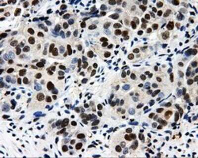 Immunohistochemistry: CISD1 Antibody (OTI4G3) - Azide and BSA Free [NBP2-72026]