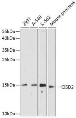 Western Blot: CISD2 AntibodyBSA Free [NBP2-92736]