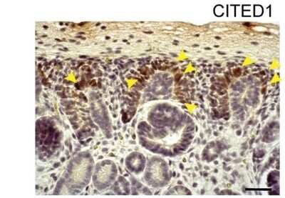 Immunohistochemistry: CITED1 Antibody (5H6) [H00004435-M03]