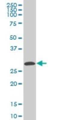 Western Blot: CITED1 Antibody (6C8) [H00004435-M05]