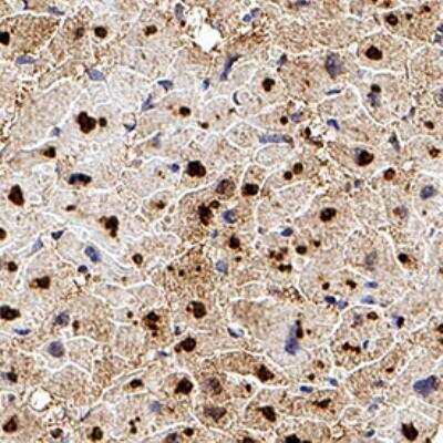 Immunohistochemistry-Paraffin: CITED4 Antibody (HT13-2D6.3) [NB110-41572]