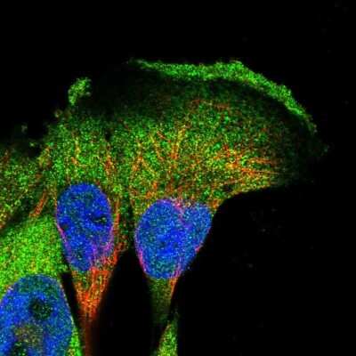 Immunocytochemistry/ Immunofluorescence: CKAP1 Antibody [NBP1-85671]