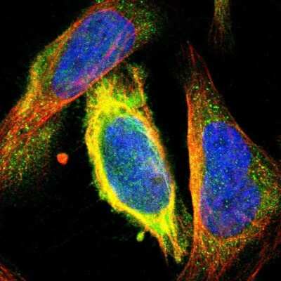 Immunocytochemistry/ Immunofluorescence: CKAP2 Antibody [NBP1-84602]