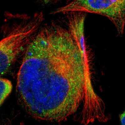 Immunocytochemistry/ Immunofluorescence: CLCC1 Antibody [NBP1-82792]