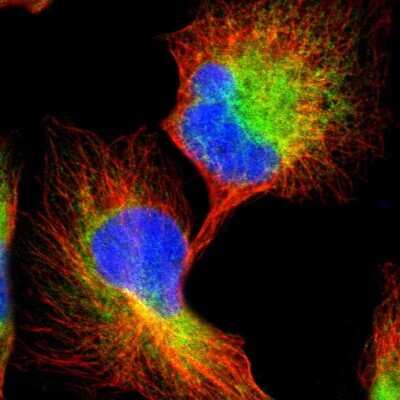 Immunocytochemistry/ Immunofluorescence: CLCC1 Antibody [NBP1-82793]