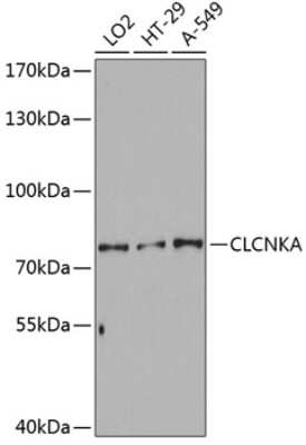 Western Blot: CLCNKA AntibodyAzide and BSA Free [NBP2-92433]