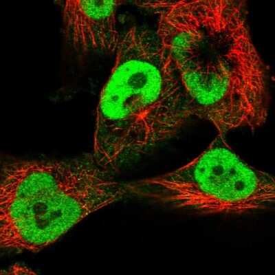 Immunocytochemistry/ Immunofluorescence: CLE7 homolog Antibody [NBP1-84498]