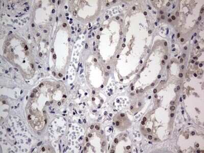 Immunohistochemistry: CLE7 homolog Antibody (OTI2A4) - Azide and BSA Free [NBP2-71940]