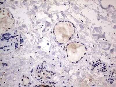 Immunohistochemistry: CLE7 homolog Antibody (OTI2A4) - Azide and BSA Free [NBP2-71940]