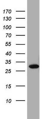 Western Blot: CLE7 homolog Antibody (OTI2A4)Azide and BSA Free [NBP2-71940]