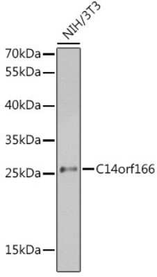 Western Blot: CLE7 homolog AntibodyBSA Free [NBP2-92777]