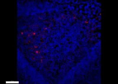 Immunofluorescence: CLEC3A Antibody [NBP2-30595]