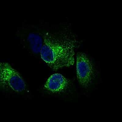 Immunocytochemistry/ Immunofluorescence: CLGN Antibody (1C8B6) - BSA Free [NBP2-37348]