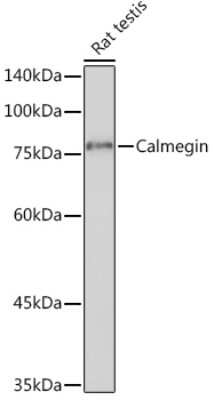 Western Blot: CLGN Antibody (8R8M1) [NBP3-15833]