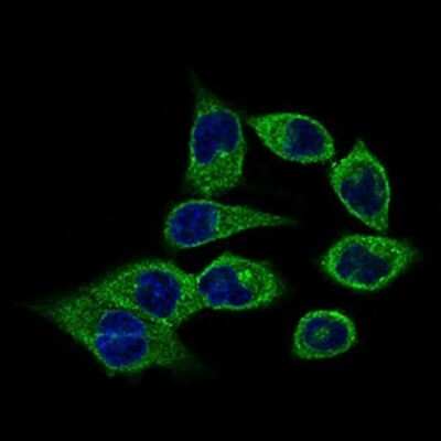 Immunocytochemistry/ Immunofluorescence: CLGN Antibody (9C8G10) - BSA Free [NBP2-37395]