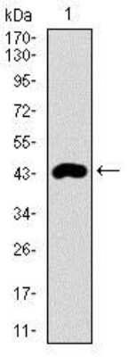 Western Blot: CLGN Antibody (9C8G10)BSA Free [NBP2-37395]