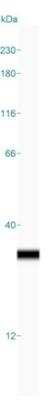 Simple Western: CLIC3 Antibody [NBP1-89465]