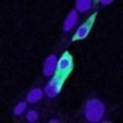 Immunocytochemistry/ Immunofluorescence: CLIC4 Antibody [NBP1-00172]