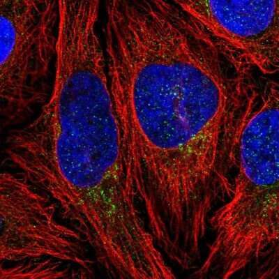 Immunocytochemistry/ Immunofluorescence: CLIP4 Antibody [NBP2-55452]