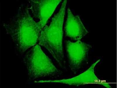 Immunocytochemistry/ Immunofluorescence: CLK1 Antibody [H00001195-B01P]