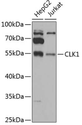 Western Blot: CLK1 AntibodyBSA Free [NBP2-92481]