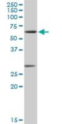 Western Blot: CLK2 Antibody [H00001196-D01P]