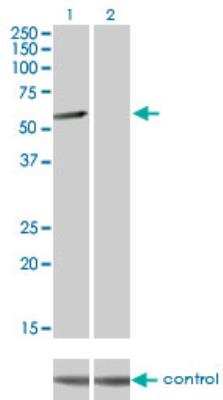 Western Blot: CLK3 Antibody (1F10) [H00001198-M05]