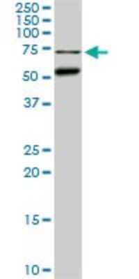 Western Blot: CLK3 Antibody (1H2) [H00001198-M01]