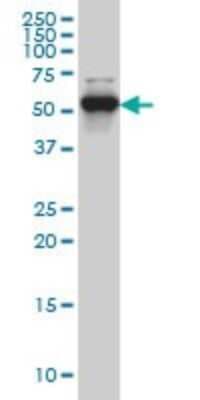 Western Blot: CLK3 Antibody (1H2) [H00001198-M01]