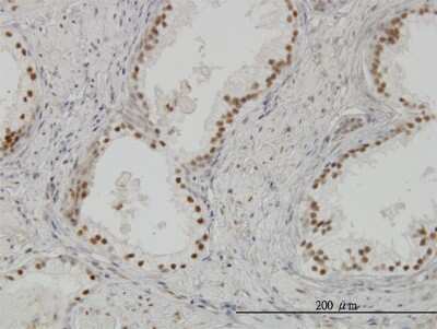 Immunohistochemistry-Paraffin: CLK3 Antibody (7D6) [H00001198-M07]